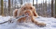 Preventing winter paw injuries in dogs ice and salt protection