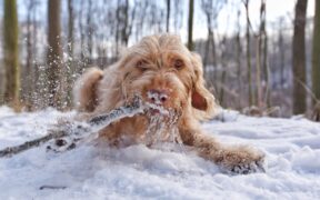 Preventing winter paw injuries in dogs ice and salt protection