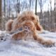 Preventing winter paw injuries in dogs ice and salt protection