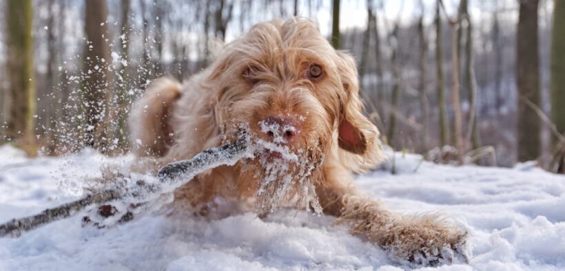 Preventing winter paw injuries in dogs ice and salt protection