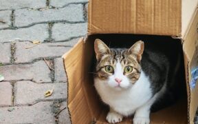 Pet peeing outside litter box