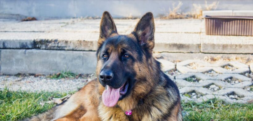 Pet panting when calm