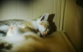 Cat straining in litter box digestion related signs