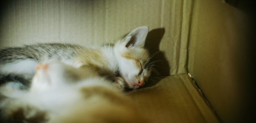 Basic litter box training refreshers for cats