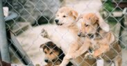 Preventing kennel cough exposure in dogs