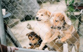 Preventing kennel cough exposure in dogs