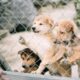 Preventing kennel cough exposure in dogs
