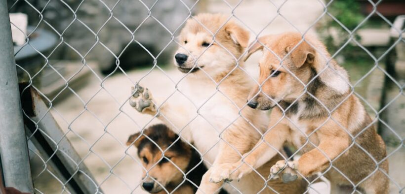 Preventing kennel cough exposure in dogs