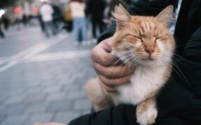 Cats showing discomfort at crowded places