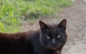 Trail mix toxicity cats