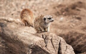 Grooming Considerations in Dry Climates