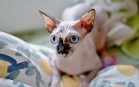 Cat skin thickening plaques what owners should know