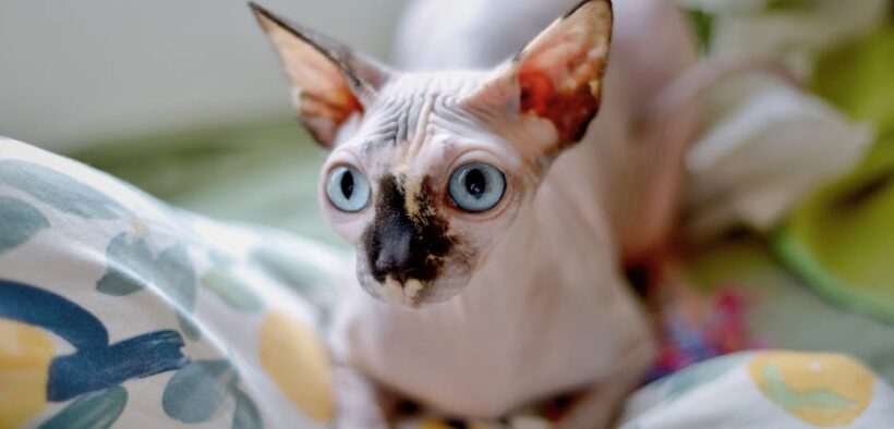 Cat skin thickening plaques what owners should know