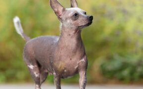 Dog swollen skin near tail symptoms and concerns