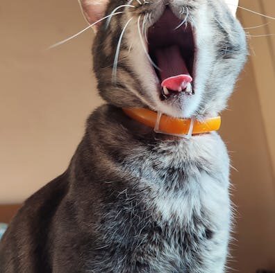 Grooming Routines for Shy Cats