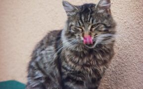 Panting cat not normal