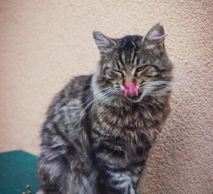 Panting cat not normal