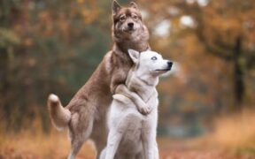 Dogs reacting when hugged