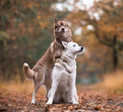 Dogs reacting when hugged