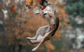 Energy bars toxicity pets