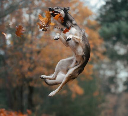 Energy bars toxicity pets