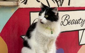 Cat fur loss around collar early signs and concerns