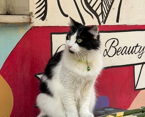 Cat fur loss around collar early signs and concerns