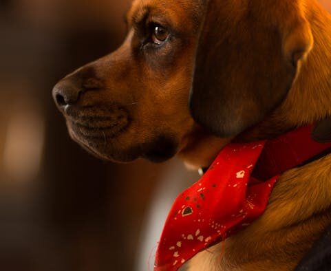 Dog eye redness causes symptoms and evaluation