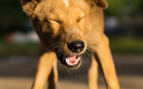 Sneezing in dogs