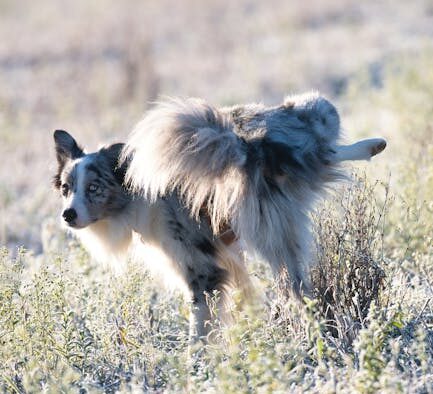 Dog accidental urination