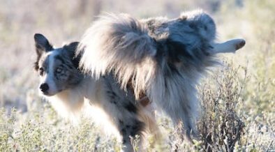Sludge Pets Sludge in urine pets - Vet Pedia