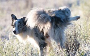 Dog whining when urinating