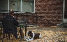 Dog diarrhea in senior years gradual digestive changes