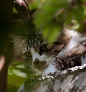 Pet seeking privacy to urinate