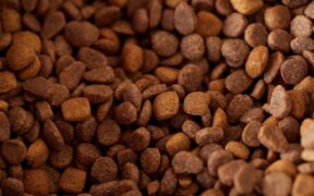 Feeding guide for crunchy kibble cats