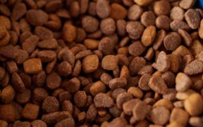 Single protein feeding guide for dogs