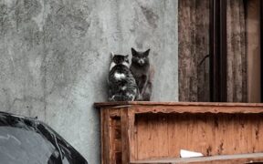 Cats showing discomfort near unfamiliar cats