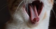 Pet mouth care basics for cats