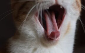 Pet mouth care basics for cats