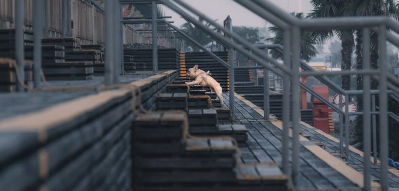 Dog vomiting bile on an empty stomach chronic pattern