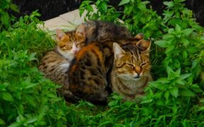 Non core vaccines for cats when they may be needed