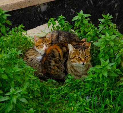 Non core vaccines for cats when they may be needed