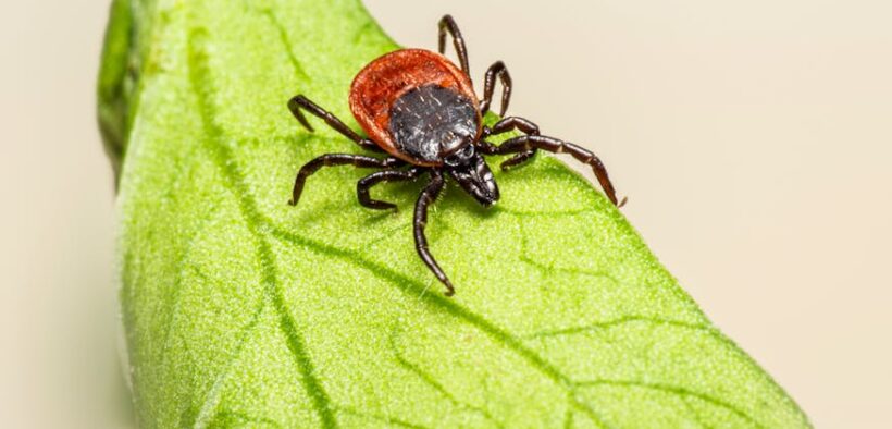 Preventing intestinal parasites in dogs and common risks