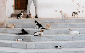 Preventing intestinal parasites in cats everyday steps