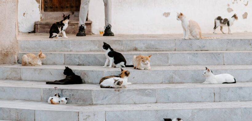 Preventing intestinal parasites in cats everyday steps