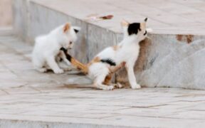 Cats reacting during overstimulating environments