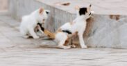 Preventing scrapes and injuries in outdoor cats
