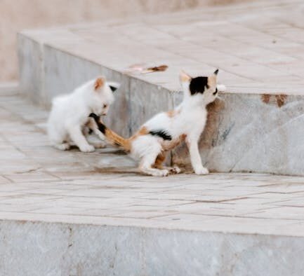 Preventing scrapes and injuries in outdoor cats