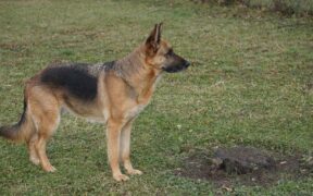 Dog diarrhoea with strong urgency to go outside