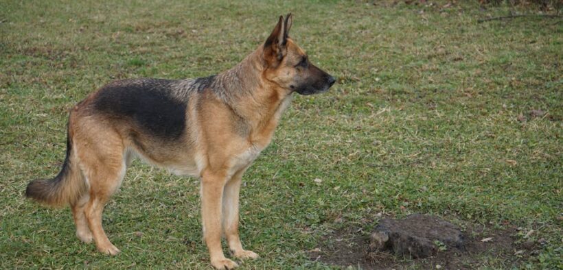 Dog diarrhoea with strong urgency to go outside